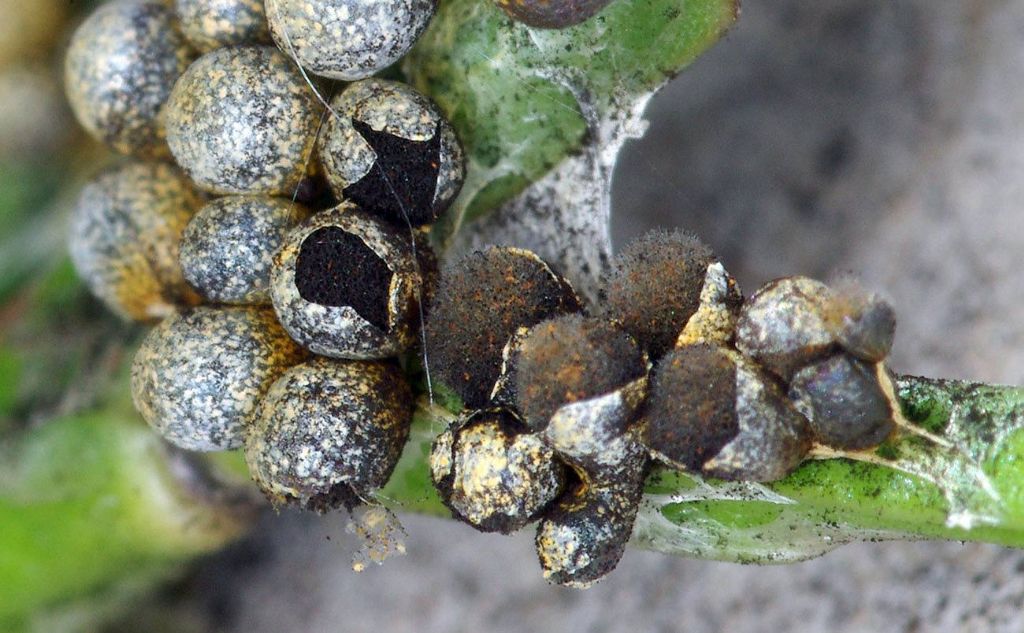 Physarum albescens